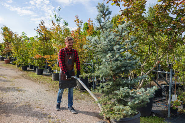 Professional Tree Services in Hidden Springs, ID